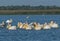 American Great White Pelican