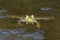 American green bullfrog looking at camera with feet opened under water