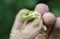 American Green Tree Frog held in hand fingers