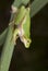 American green tree frog (Hyla cinerea) portrait.