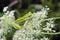 American Green Tree Frog on Queen Anne`s Lace flower