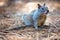 American grey squirrel at Yosemite National Park