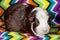 American Guinea Pig - Male