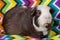 American Guinea Pig - Male