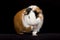 American Guinea Pigs (Cavia porcellus)