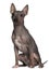 American Hairless Terrier, 6 months old, sitting