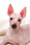 American Hairless Terrier dog close-up lying down on white background