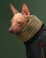 An American Hairless Terrier dog dons a chic green scarf and black coat