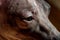 American Hairless Terrier dog head macro