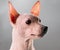 American Hairless Terrier dog portrait close-up on gray background