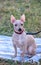 American Hairless Terrier dog sitting on rug