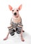 American Hairless Terrier dog wearing ornament sweater with mittens sitting on white background