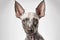 American Hairless Terrier portrait photo white background