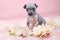 American Hairless Terrier puppy laying on a pink furry blanket with pink flowers