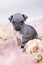 American Hairless Terrier puppy laying on a pink furry blanket with pink flowers