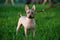 American Hairless Terrier with red leash standing on green lawn background