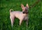 American Hairless Terrier with red leash standing on green lawn background