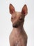 An American Hairless Terrier's intent look against a white studio backdrop