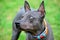 American Hairless Terriers dog close-up portrait with colorful collar