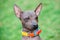 American Hairless Terriers dog close-up portrait with colorful collar