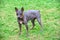 American Hairless Terriers dog standing on green grass natural background