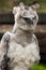 American harpy eagle