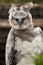 American harpy eagle