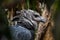 American harpy eagle close up