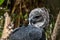 American harpy eagle close up