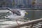 American Herring Gull