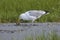 American Herring gull