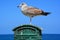 American Herring Gull