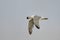 American Herring gull larus argentatus in flight,