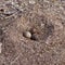 American Herring Gull nest with three mottled eggs