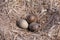 American Herring Gull nest with three mottled eggs