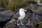 American Herring Gull - Rocky Coast