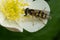 American Hoverfly - Eupeodes americanus