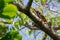 American iguana on a branch