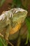 The American iguana is a large, arboreal animal