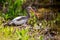 American immature white ibis walking in grass