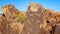 American Indian Petroglyphs at Signal Hill in Saguaro National P