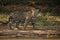 American jaguar in the darkness of a brazilian jungle