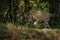 American jaguar in the darkness of a brazilian jungle