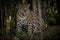 American jaguar in the darkness of a brazilian jungle