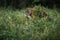 American jaguars mating pair in brazilian pantanal