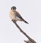 American Kestral Perched on Branch Scanning For Prey