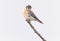 American Kestral Perched on Branch Scanning For Prey