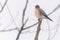 American Kestral Perched on Branch Scanning For Prey