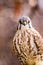 American Kestral in Winter Setting