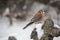 American kestrel